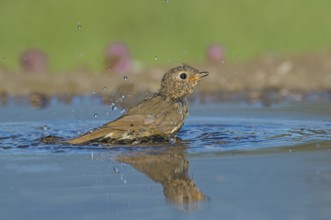 European Robin (Erithacus rubecula) juvenile bathing at a waterhole, Aosta Valley, Italy