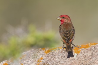 Common Rosefinch - Karmingimpel - Carpodacus erythrinus ssp. ferghanensis, Kazakhstan, adult male