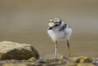 Little Ringed Plover (Charadrius dubius) chick, North Rhine-Westphalia, Germany
