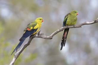 Regent Parrot (Polytelis anthopeplus) pair perched on a branch, Victoria, Australia