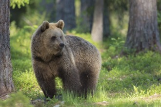 Eurasian Brown Bear (Ursus arctos) in forest, Finland