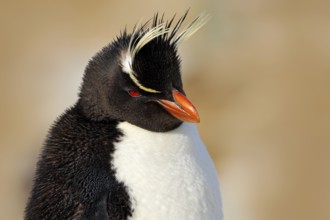 Rockhopper penguin, Eudyptes chrysocome, detail portrait of rare bird, in the rock nature habitat,