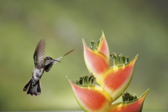 White-necked Jacobin (Florisuga mellivora) female flying and feeding on flower nectar, Costa Rica