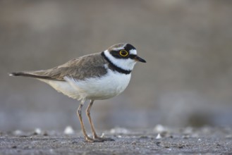 Little Ringed Plover (Charadrius dubius), North Rhine-Westphalia, Germany
