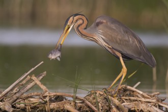 Purple Heron (Ardea purpurea) with fish prey in beak, Subotica, Serbia