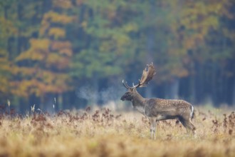 Fallow Deer (Dama dama) male in autumn forest, Germany