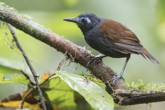 Chestnut-backed Antbird (Poliocrania exsul) perched on a branch in Panama