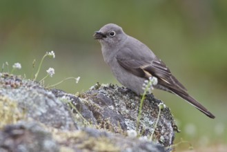 Townsend's Solitaire (Myadestes townsendi) perched on a rock in Victoria, BC, Canada