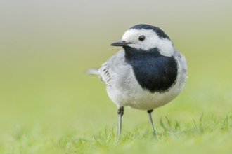 Bachstelze, Motacilla alba White Wagtail, Motacilla alba