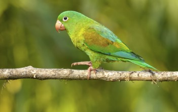 Naturfotografie Sylvia & Olaf Rentzsch