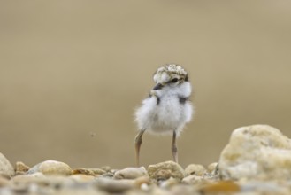 Little Ringed Plover (Charadrius dubius) chick, North Rhine-Westphalia, Germany