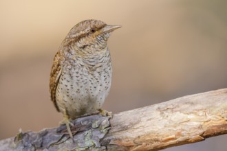 Wendehals, Jynx torquilla Eurasian Wryneck, Northern Wryneck, Jynx torquilla