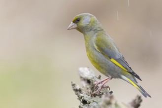 European Greenfinch (Chloris chloris) male, Lower Saxony, Germany