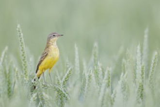 Schafstelze, Motacilla flava Blue-headed Wagtail, Motacilla flava