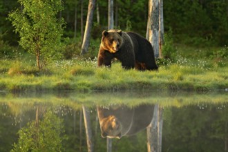 Big brown bear walking around lake in the morning sun. Beautiful light in the forest with dangerous