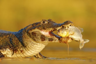 Crocodile catch fish in river water, evening light. Yacare Caiman, crocodile with fish in with open