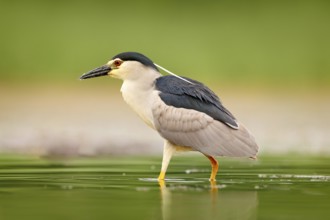 Night heron, Nycticorax nycticorax, grey water bird sitting in the water, Hungary. Wildlife scene