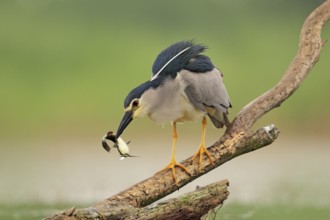 Night heron, grey water bird with fish in the bill, animal in the water, action scene from Hungary,