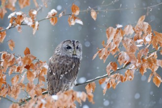 Tawny owl hidden in the fall wood, sitting on tree trunk in the dark forest habitat. Beautiful
