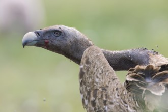 Rüppell's Vulture (Gyps rueppelli), Serengeti, Tanzania