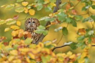 Owl, autumn wildlife. Orange yellow leaves with bird. Tawny owl hidden in the fall wood, sitting on