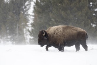 American Bison (Bos bison) male walking in deep snow, Yellowstone National Park, Wyoming, USA