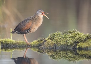Virginia Rail (Rallus limicola) calling, British Columbia, Canada