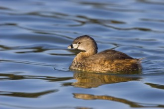 Pied-billed Grebe Podilymbus podiceps Tucson, ARIZONA, United States March Adult Podicipedidae