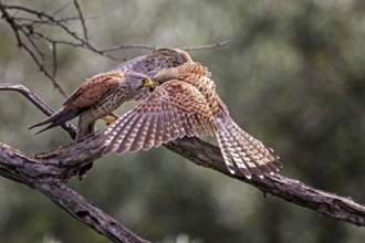 Common Kestrel (Falco tinnunculus), Hungary