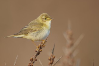 Willow Warbler (Phylloscopus trochilus) perched on a branch, North Holland, Netherlands