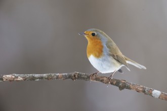 European Robin (Erithacus rubecula), Grisons, Switzerland
