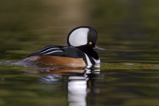 Hooded Merganser (Lophodytes cucullatus) male, British Columbia, Canada