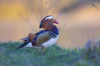 Mandarin Duck (Aix galericulata) male, Saxony-Anhalt, Germany