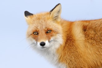 Red fox in white snow. Cold winter with orange fur fox. Hunting animal in the snowy meadow, Japan.