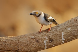 White-crested helmetshrike, Prionops plumatus, bird siting on the tree branch, Mana Pools NP,