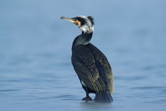 Great Cormorant, Phalacrocorax carbo, sitting in the blue water. Spring on the lake with beutiful