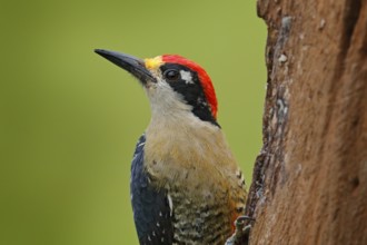 Woodpecker from Costa Rica, Black-cheeked Woodpecker, Melanerpes pucherani, sitting on the tree