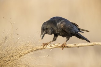 Northern Raven (Corvus corax) perched on a branch, Castile-La Mancha, Spain