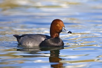 Redhead Aythya americana Tucson, ARIZONA, United States March Adult Male Anatidae