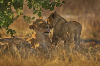 Africa wildlife, Cute lion cub with mother, African danger animal, Panthera leo, Khwai river,