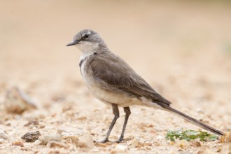 Cape Wagtail (Motacilla capensis), Windhoek, Namibia