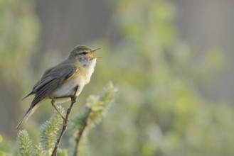 Willow Warbler (Phylloscopus trochilus) singing, Netherlands