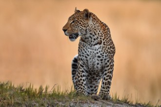 Leopard golden grass sunset, Savuti, Chobe NP, in Botswana, Africa. Big spotted cat in the wild