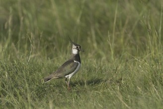 Northern Lapwing (Vanellus vanellus), Lake Neusiedl, Austria
