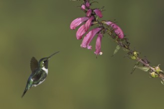 White-bellied Woodstar (Chaetocercus mulsant) male flying and feeding at flower, Ecuador