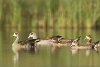 Egyptian Goose (Alopochen aegyptiaca) juvenile, St. Gallen, Switzerland