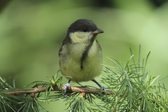 Great Tit (Parus major) juvenile, Lower Saxony, Germany