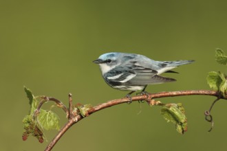 Cerulean Warbler (Setophaga cerulea), Michigan, USA