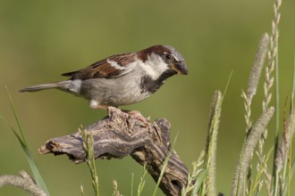 House Sparrow (Passer domesticus) male, St. Gallen, Switzerland