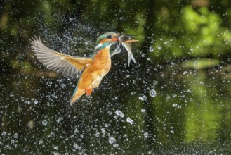 Common Kingfisher (Alcedo atthis) female fishing, Lower Saxony, Germany